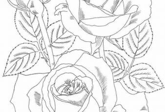 Dibujos de rosas Hermosas para colorear